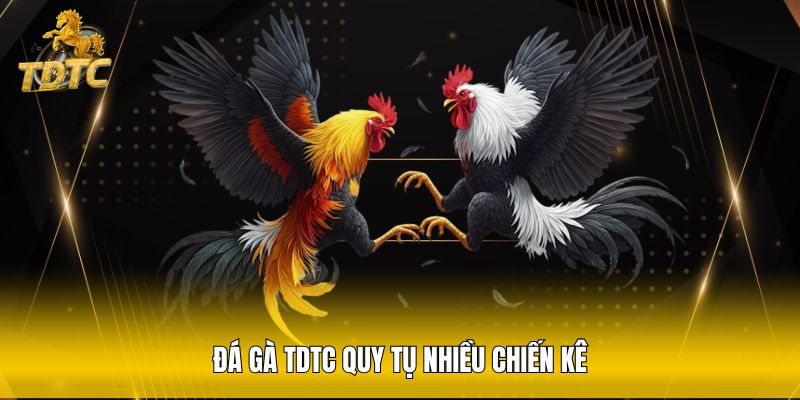 Đá gà TDTC quy tụ nhiều chiến kê